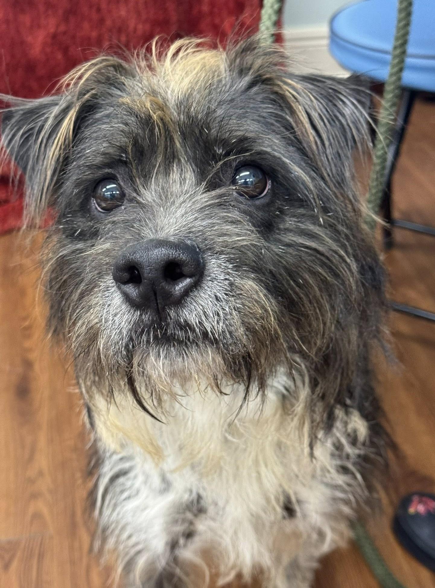 Kagome, Adoptable, Young Female Schnauzer.