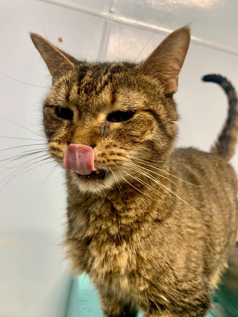 Ziggy, Adopted, Senior Male Domestic Short Hair.