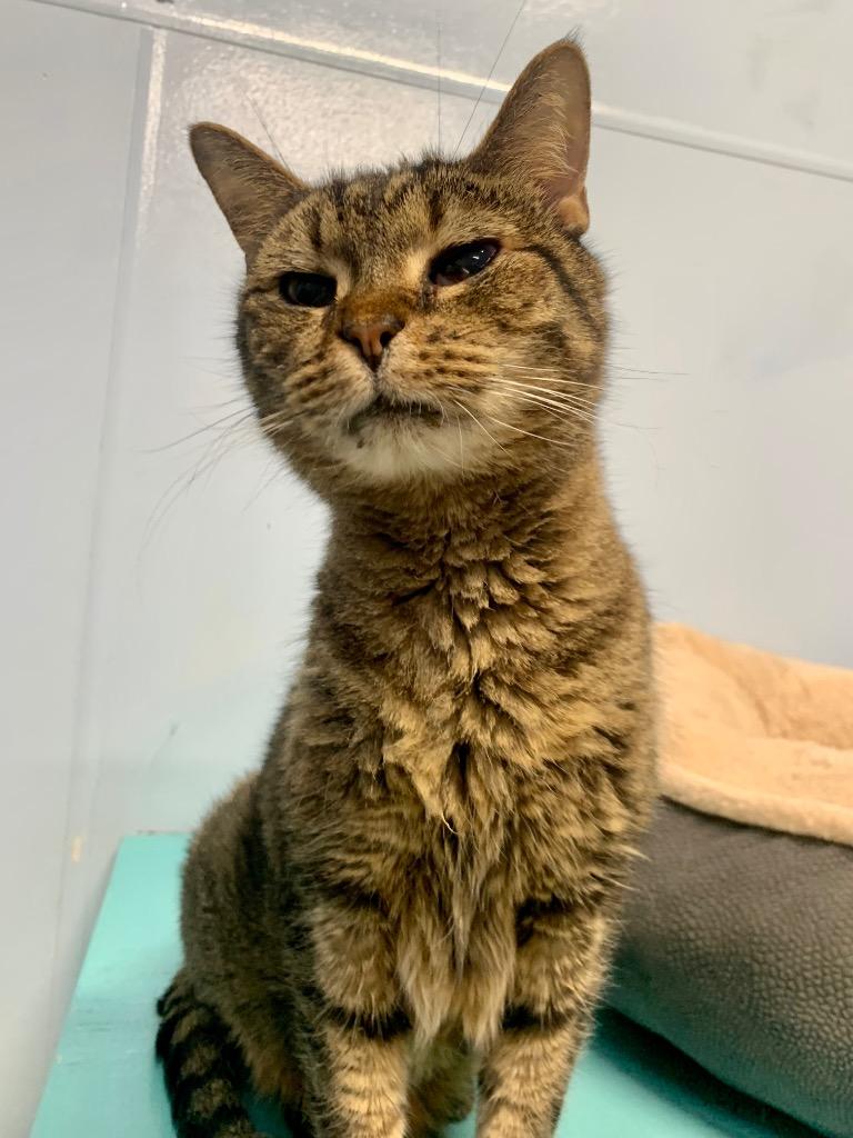 Enlarge Ziggy, a Adopted mixed breed in Fort Lauderdale, FL image 3/3