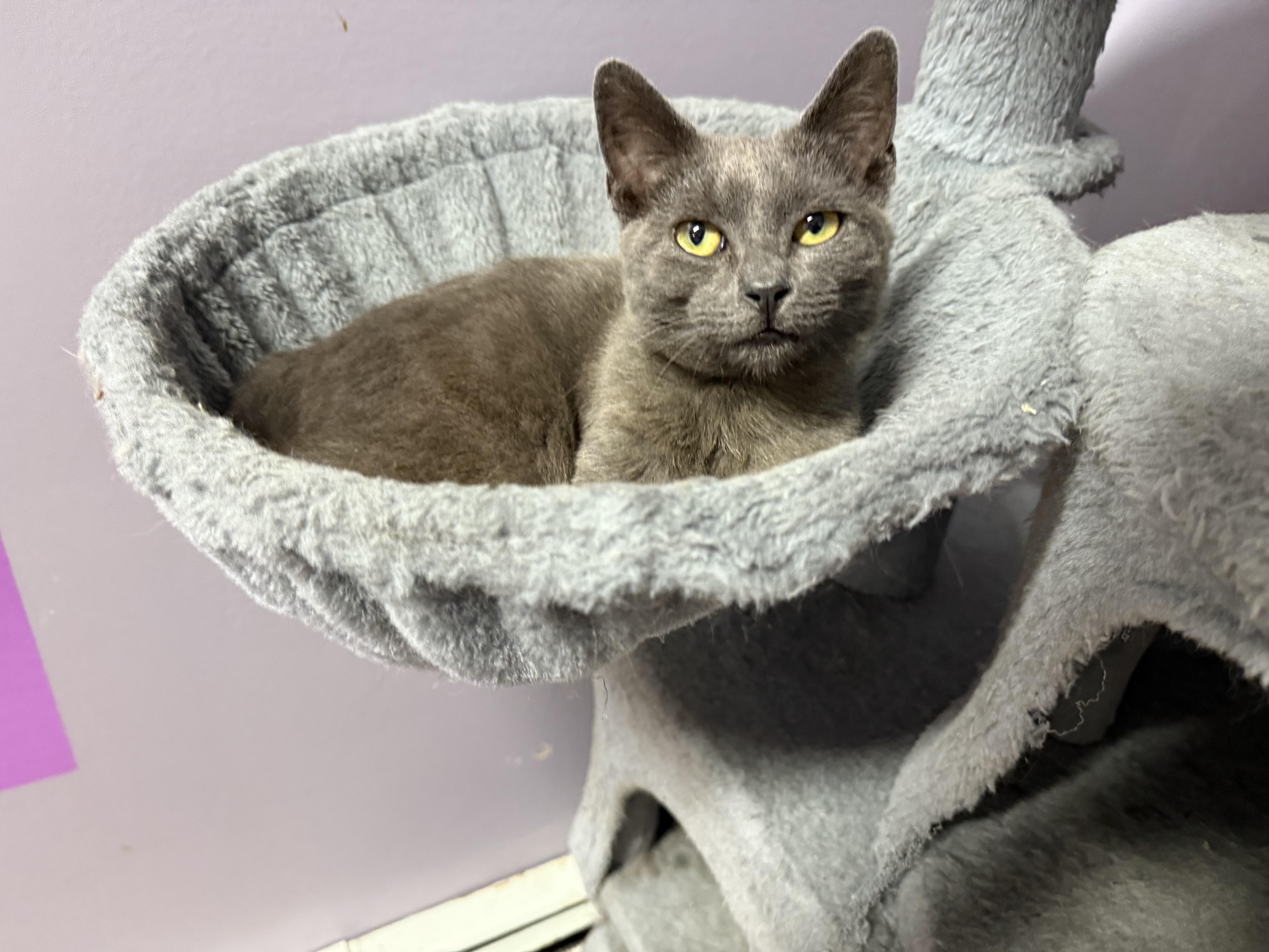 Enlarge Knightro, a ADOPTABLE mixed breed in Clifton, NJ image 4/6