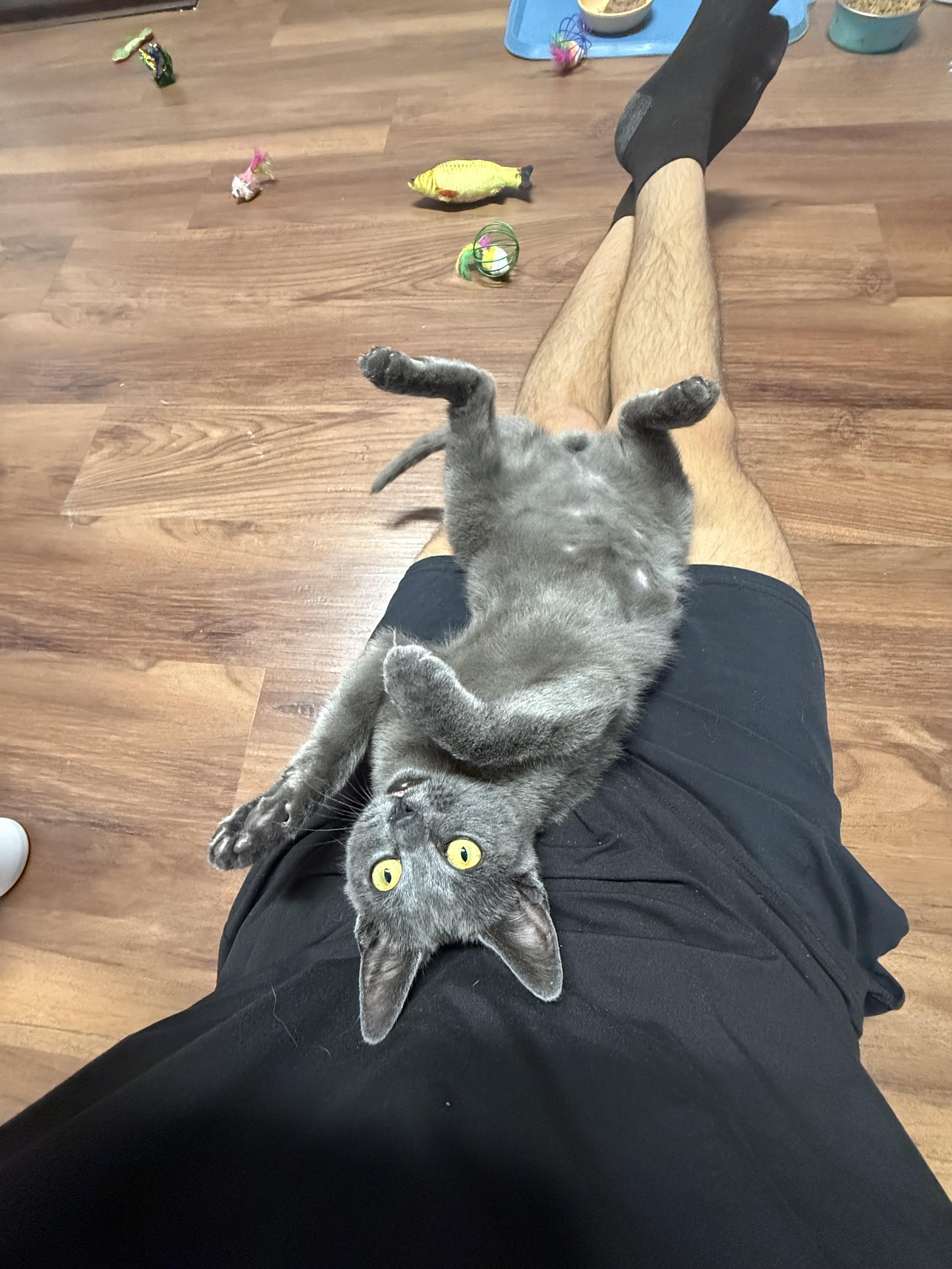 Enlarge Knightro, a ADOPTABLE mixed breed in Clifton, NJ image 6/6