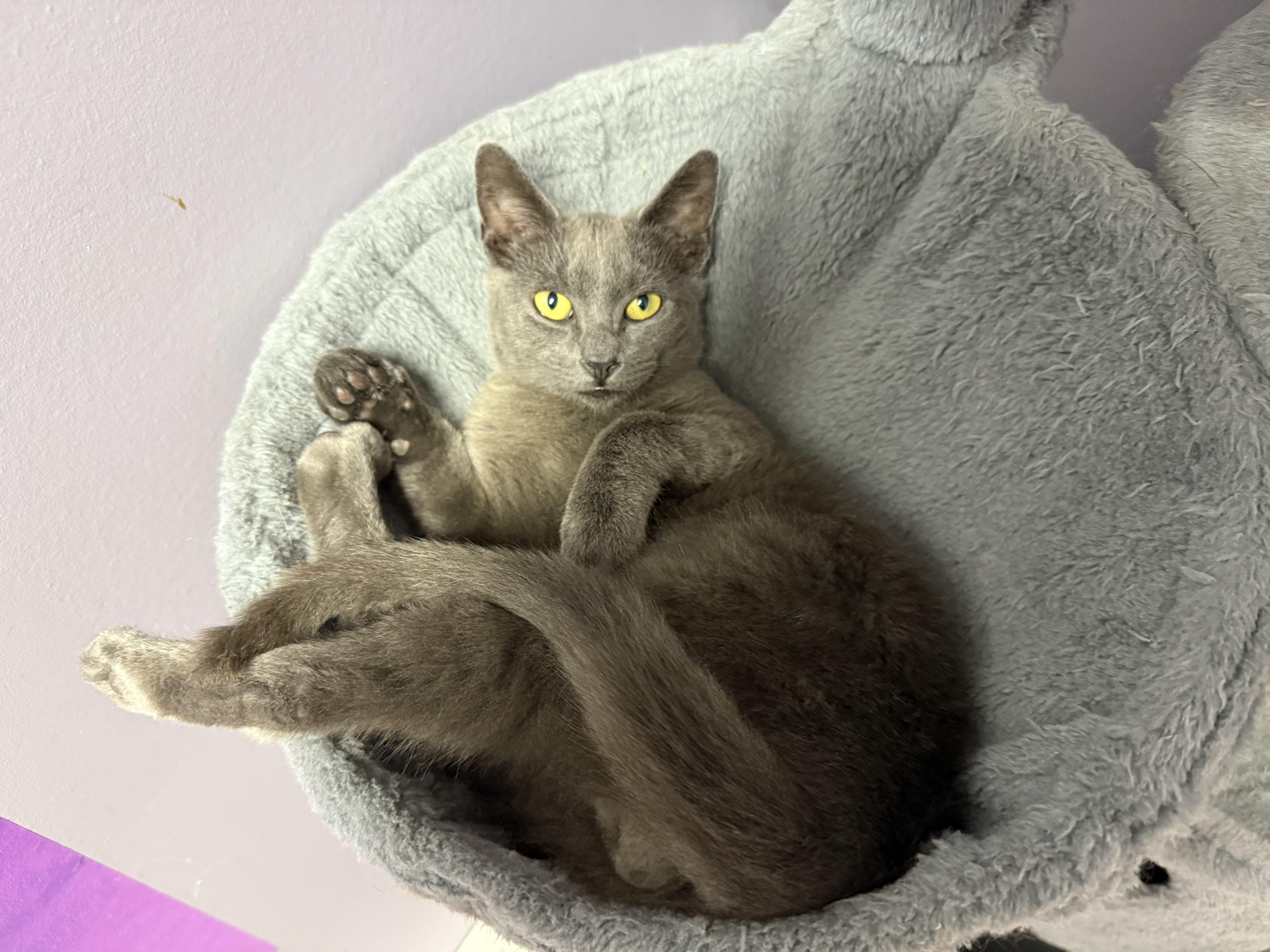 Enlarge Knightro, a ADOPTABLE mixed breed in Clifton, NJ image 5/6