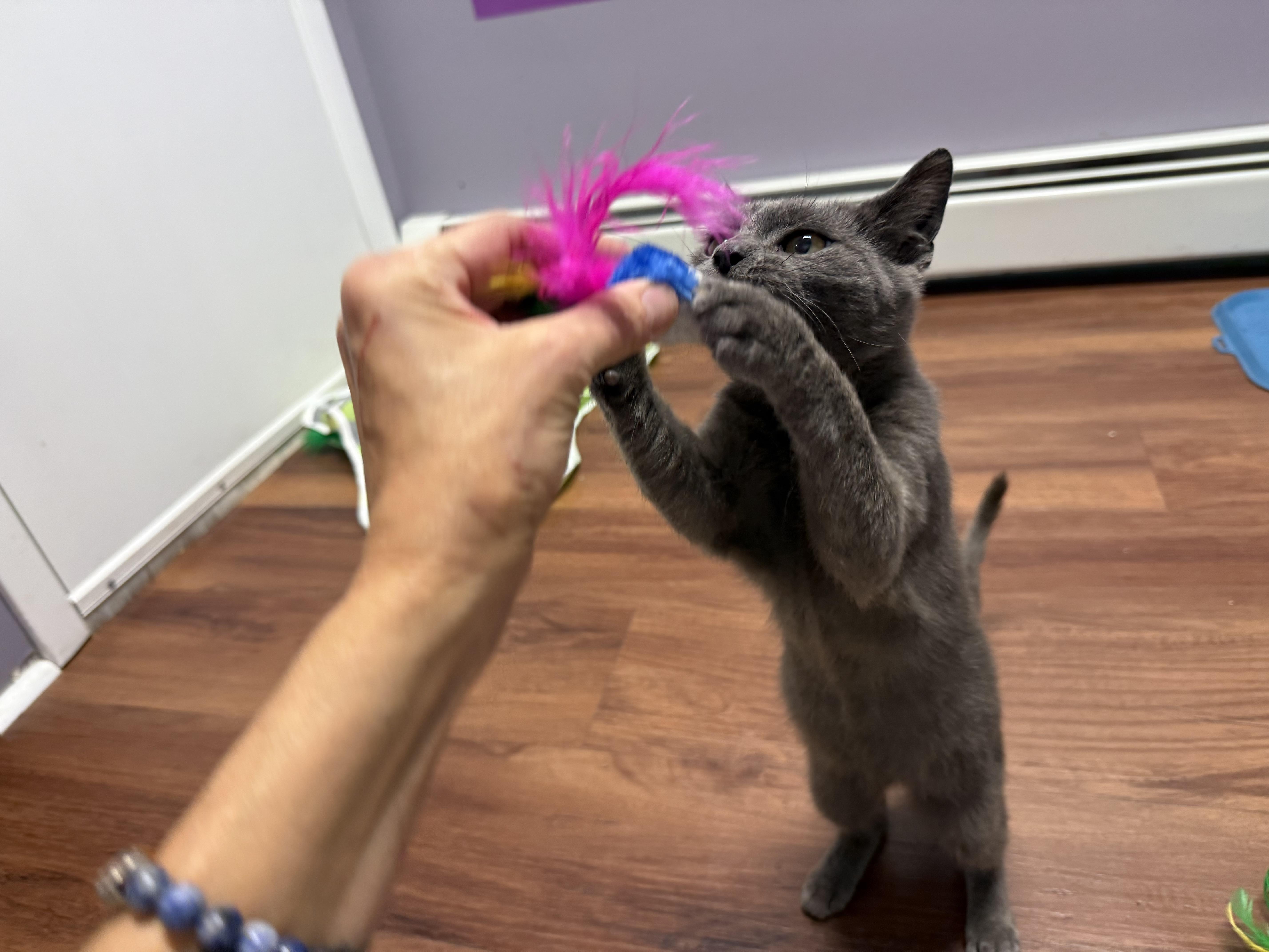 Enlarge Knightro, a ADOPTABLE mixed breed in Clifton, NJ image 3/6