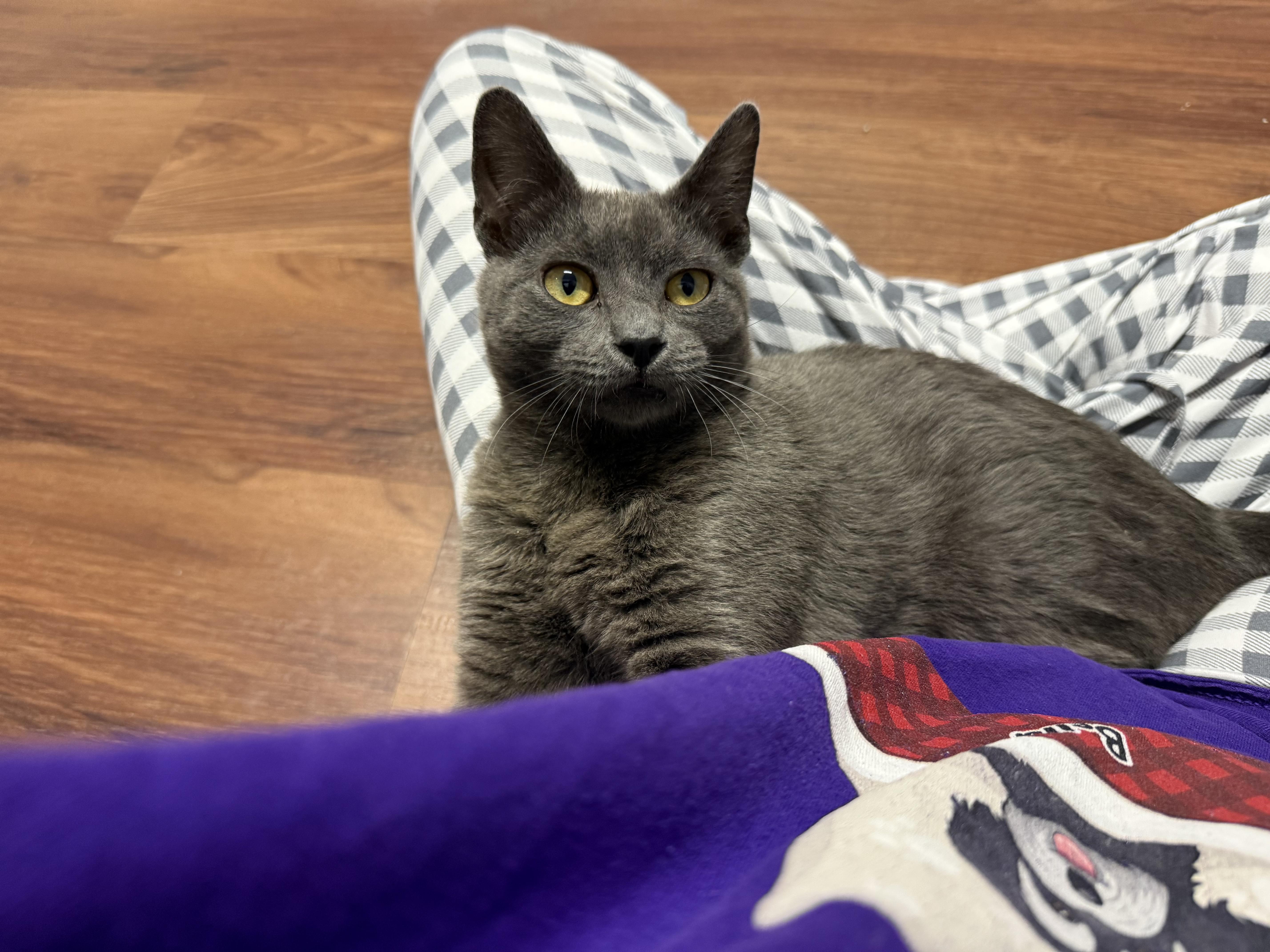 Enlarge Knightro, a ADOPTABLE mixed breed in Clifton, NJ image 2/6