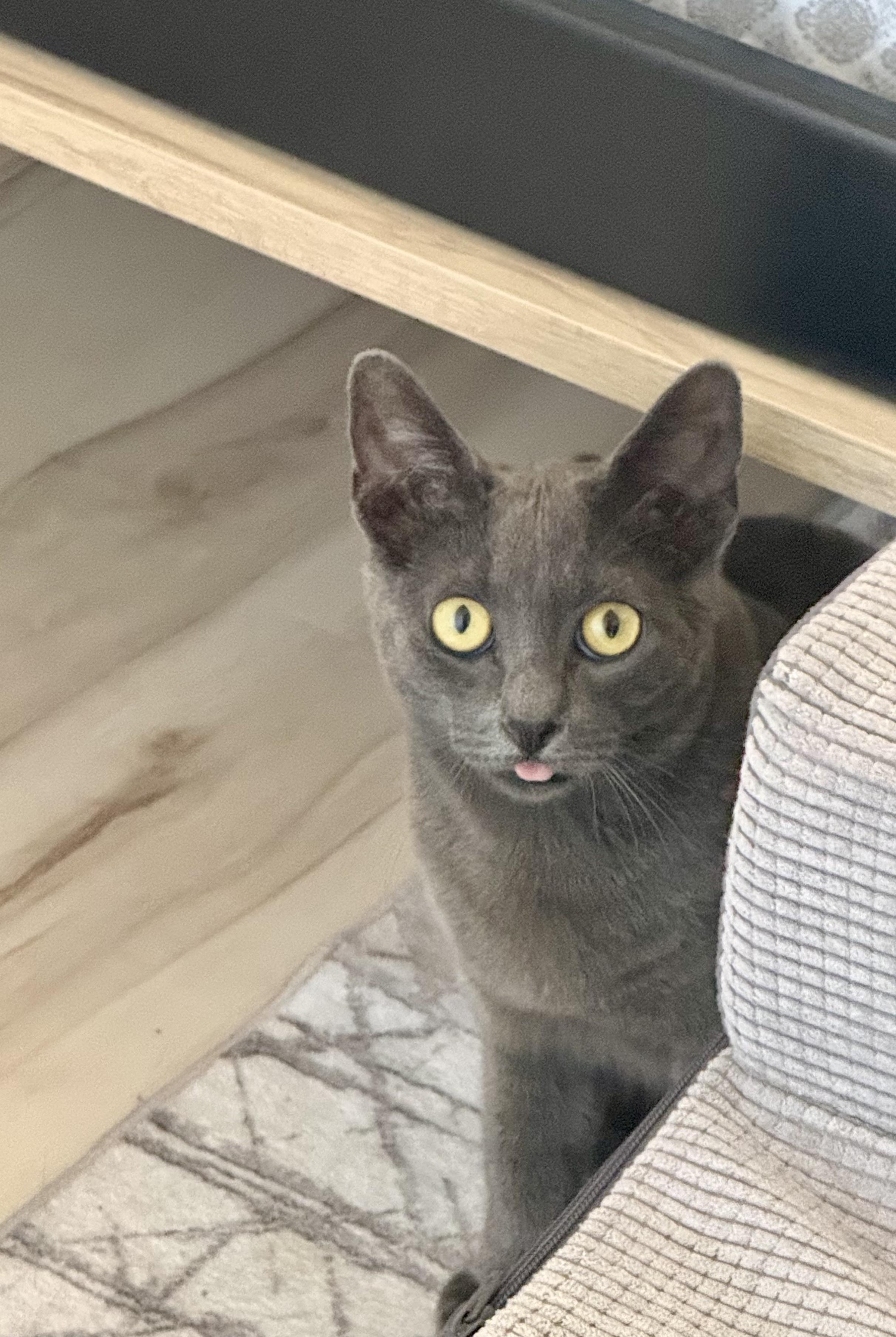 Knightro, ADOPTABLE, Young Male Russian Blue & Domestic Short Hair.