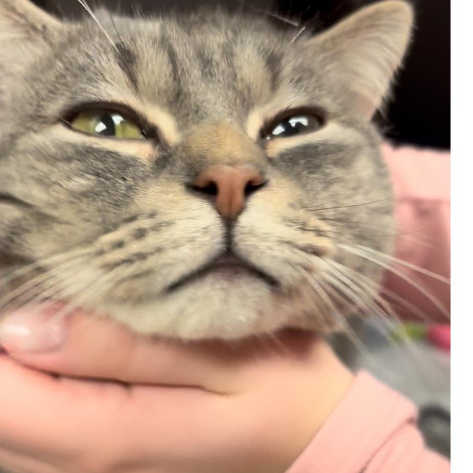 Enlarge Beans, an adopted Domestic Short Hair in North Kingstown, RI image 5/6