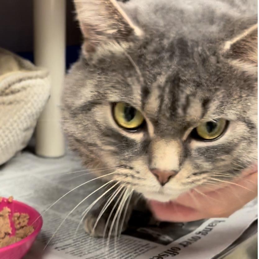 Enlarge Beans, an adopted Domestic Short Hair in North Kingstown, RI image 3/6