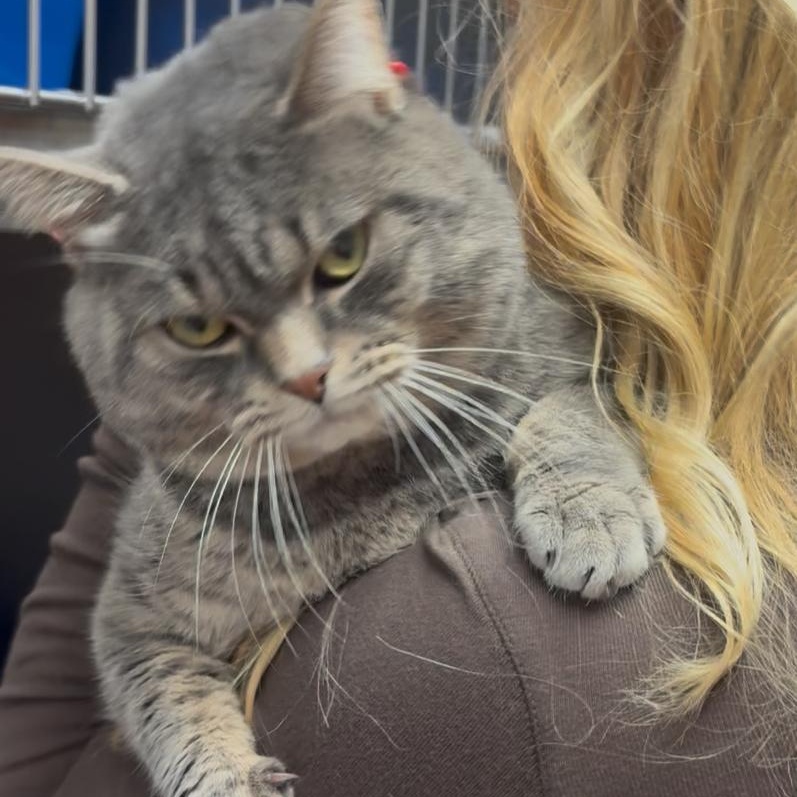 Enlarge Beans, an adopted Domestic Short Hair in North Kingstown, RI image 4/6