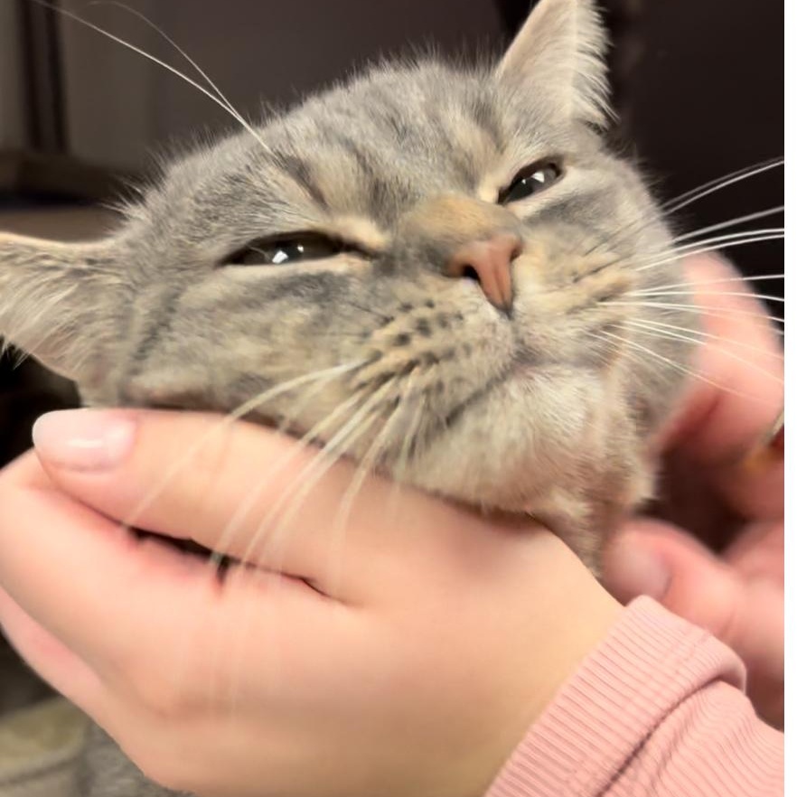 Enlarge Beans, an adopted Domestic Short Hair in North Kingstown, RI image 2/6