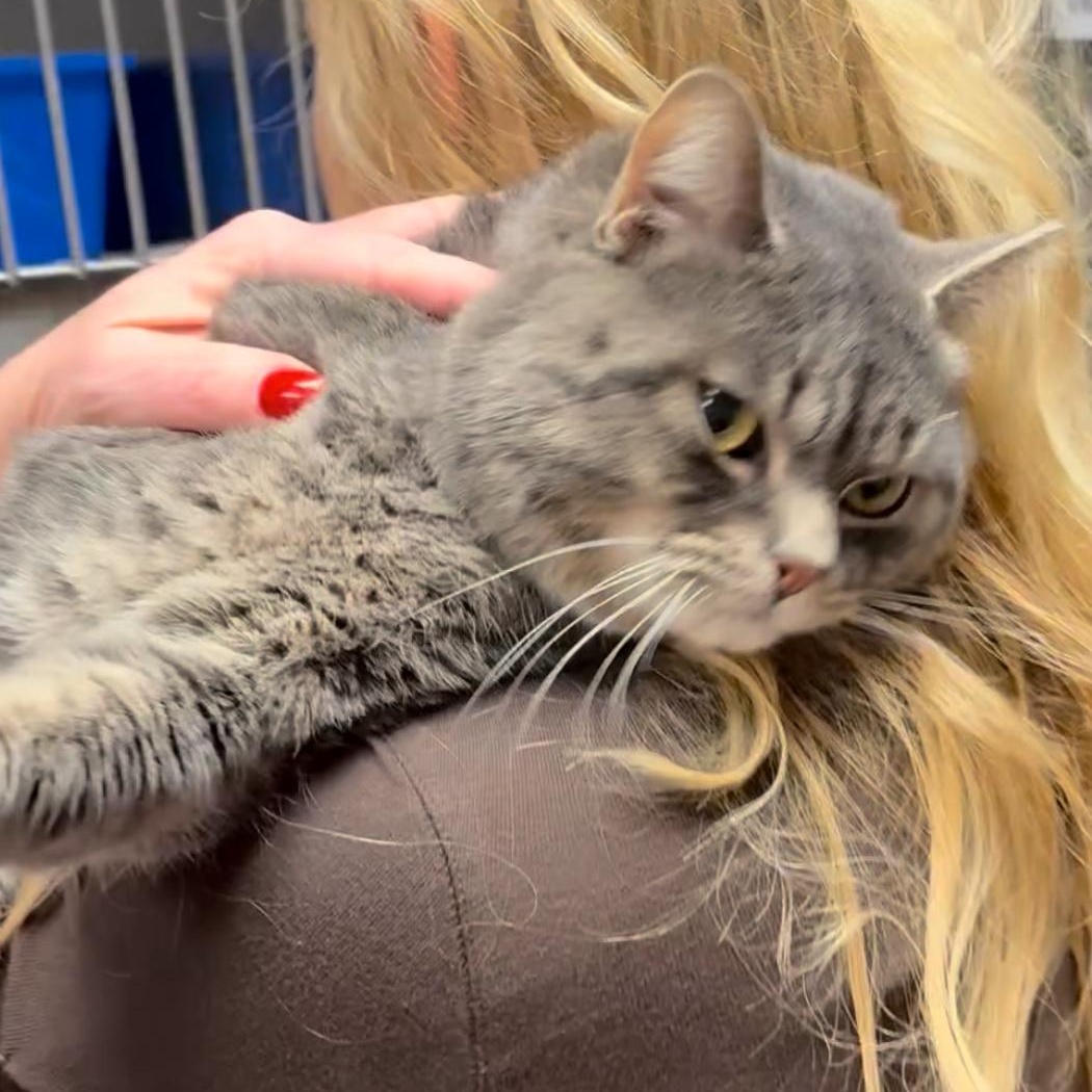 Beans, adopted, Young Male Domestic Short Hair.