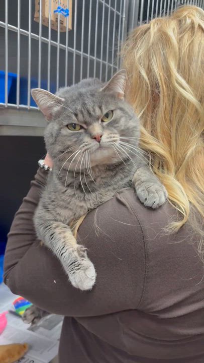 Enlarge Beans, an adopted Domestic Short Hair in North Kingstown, RI video 6/6