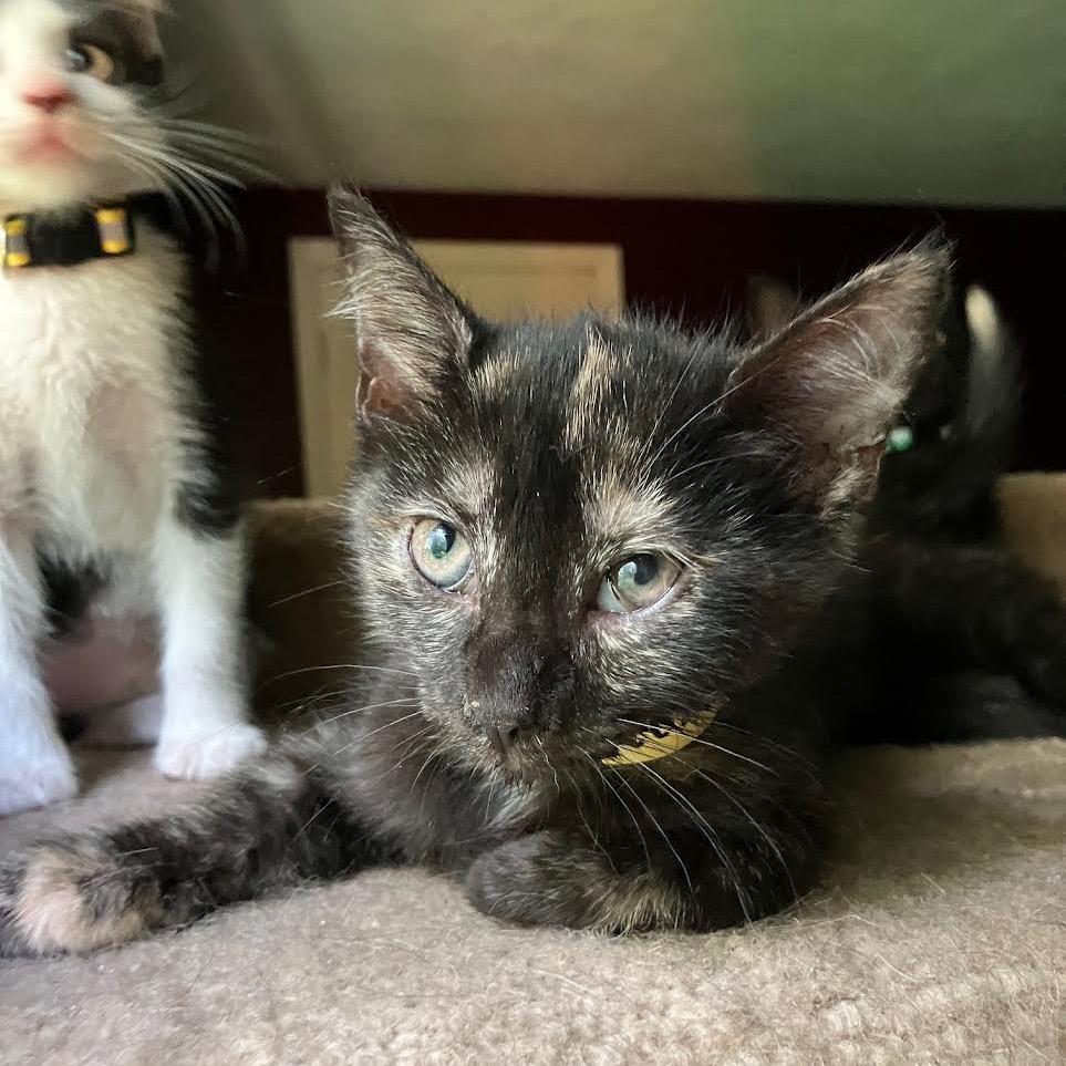 Enlarge Turritella, a Adoptable Domestic Short Hair in Madison, WI image 1/2