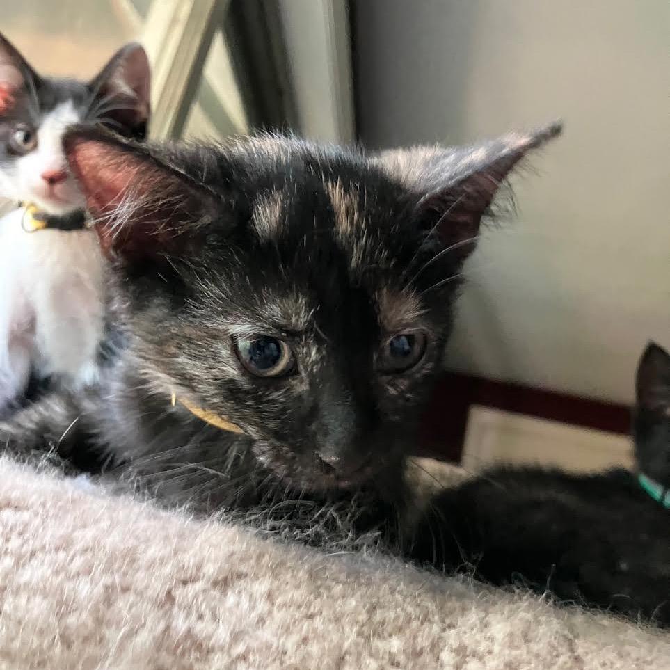 Enlarge Turritella, a Adoptable Domestic Short Hair in Madison, WI image 2/2