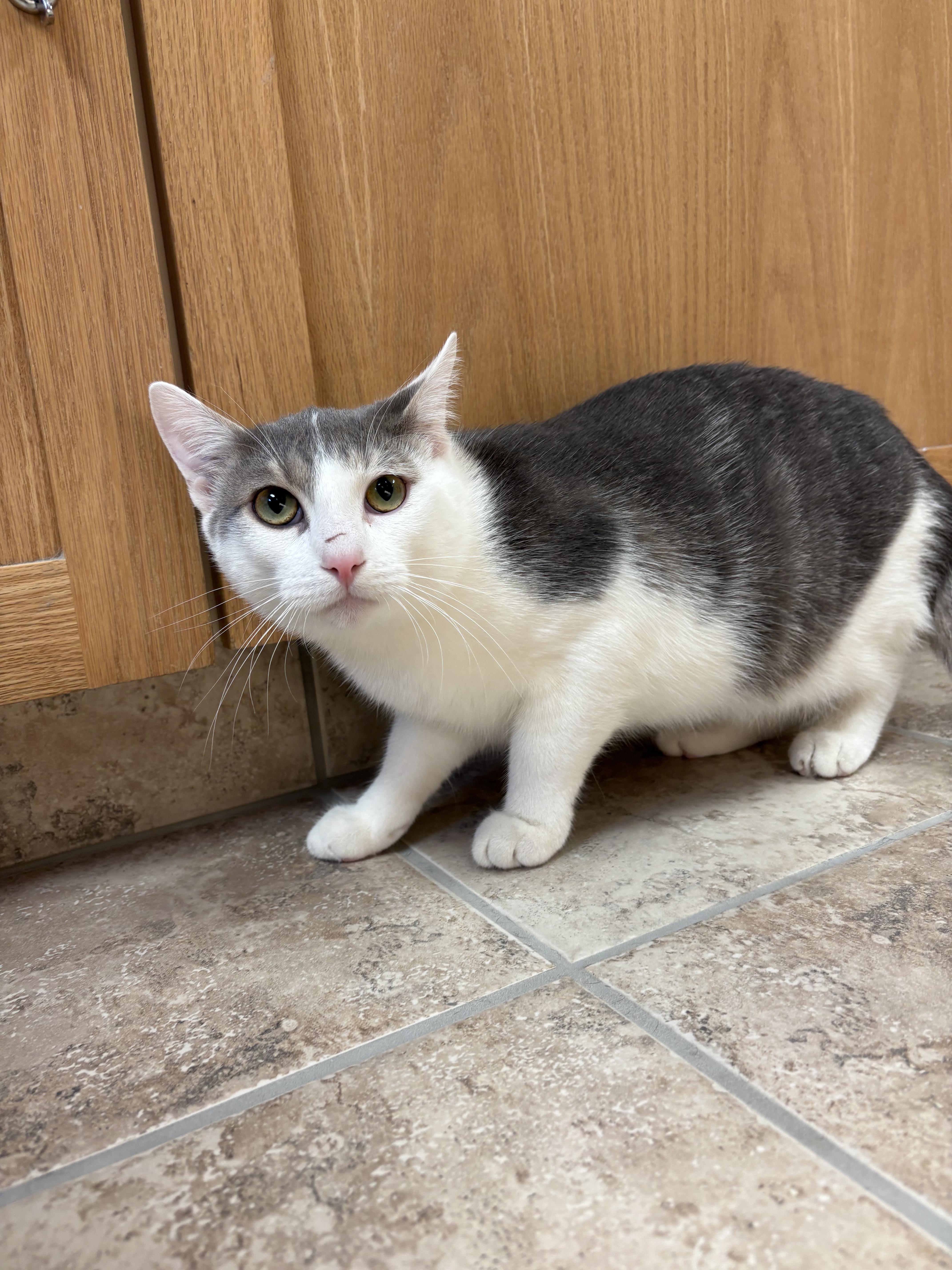 Enlarge Cyclone, an adoptable mixed breed in Hays, KS image 5/5