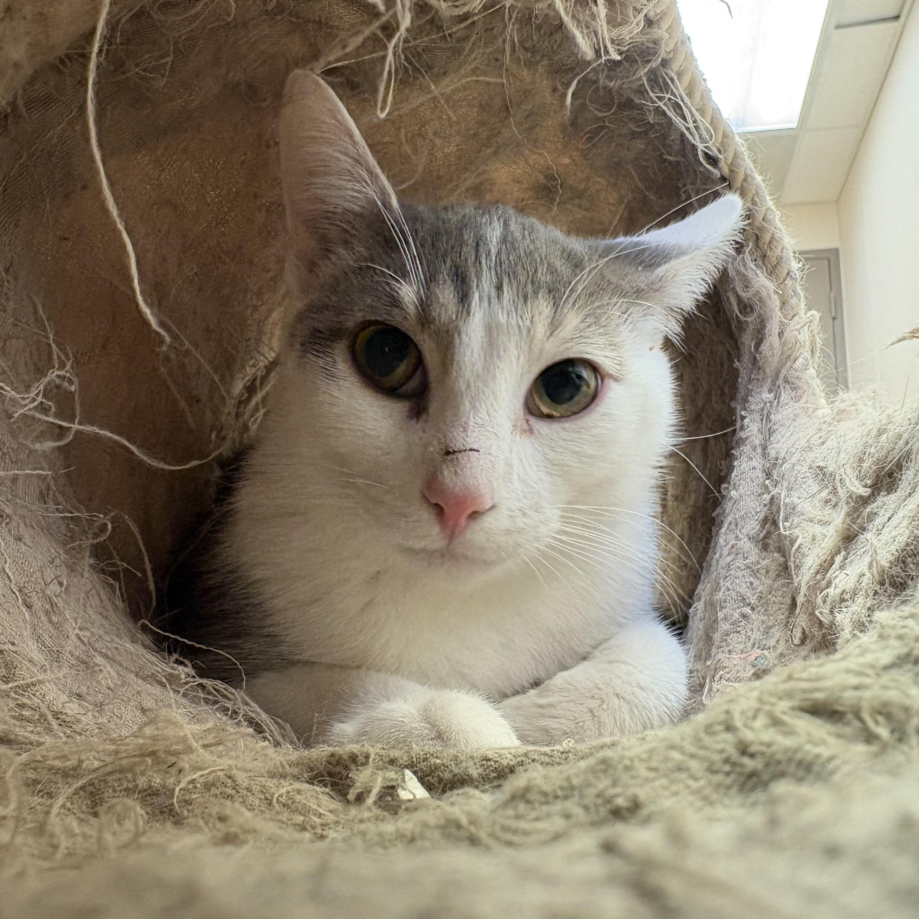 Enlarge Cyclone, an adoptable mixed breed in Hays, KS image 1/5