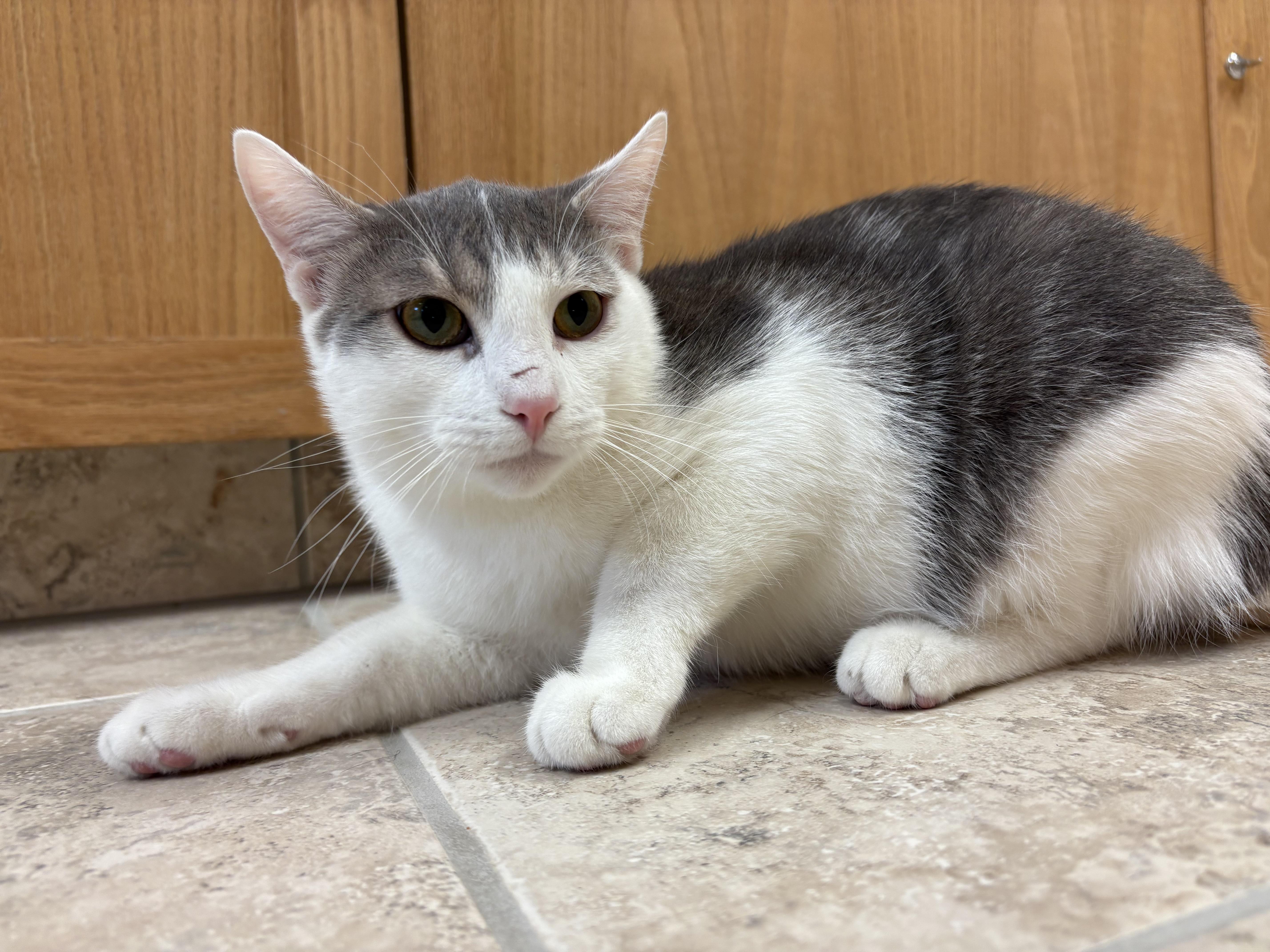 Enlarge Cyclone, an adoptable mixed breed in Hays, KS image 2/5