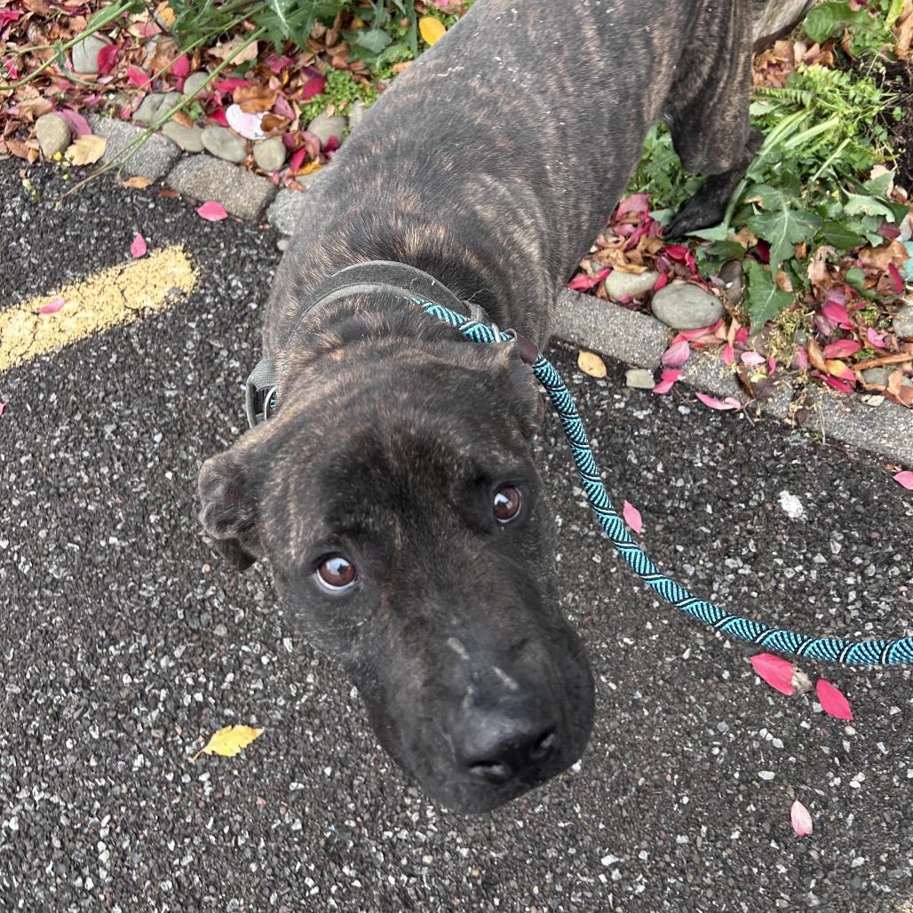 Enlarge Leon, a Adoptable mixed breed in Binghamton, NY image 2/6