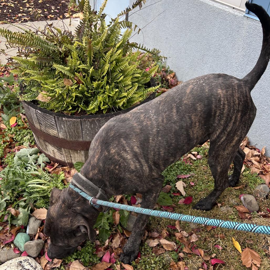 Enlarge Leon, a Adoptable mixed breed in Binghamton, NY image 4/6