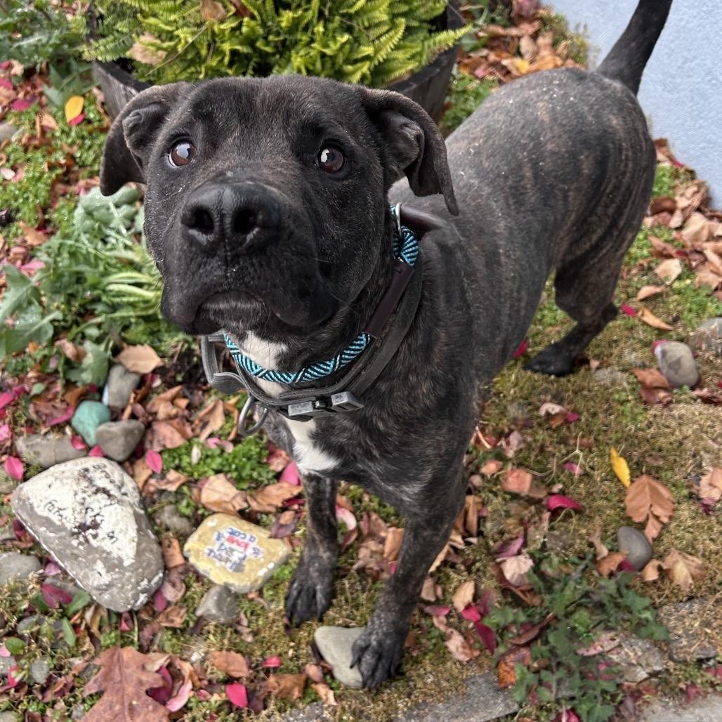 Enlarge Leon, a Adoptable mixed breed in Binghamton, NY image 6/6