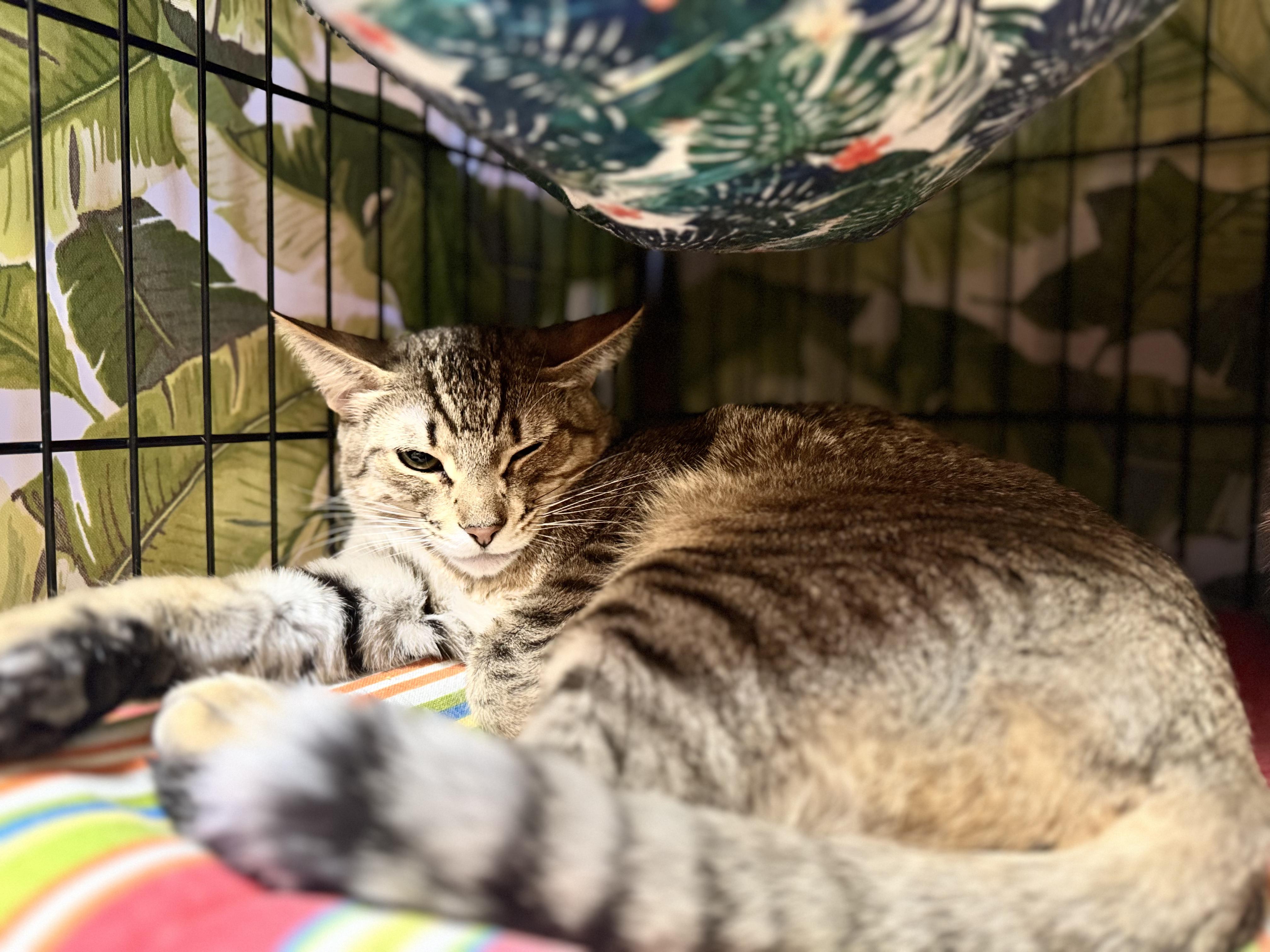 Morgan, a Adoptable Domestic Short Hair in Okanogan, WA image 2/2
