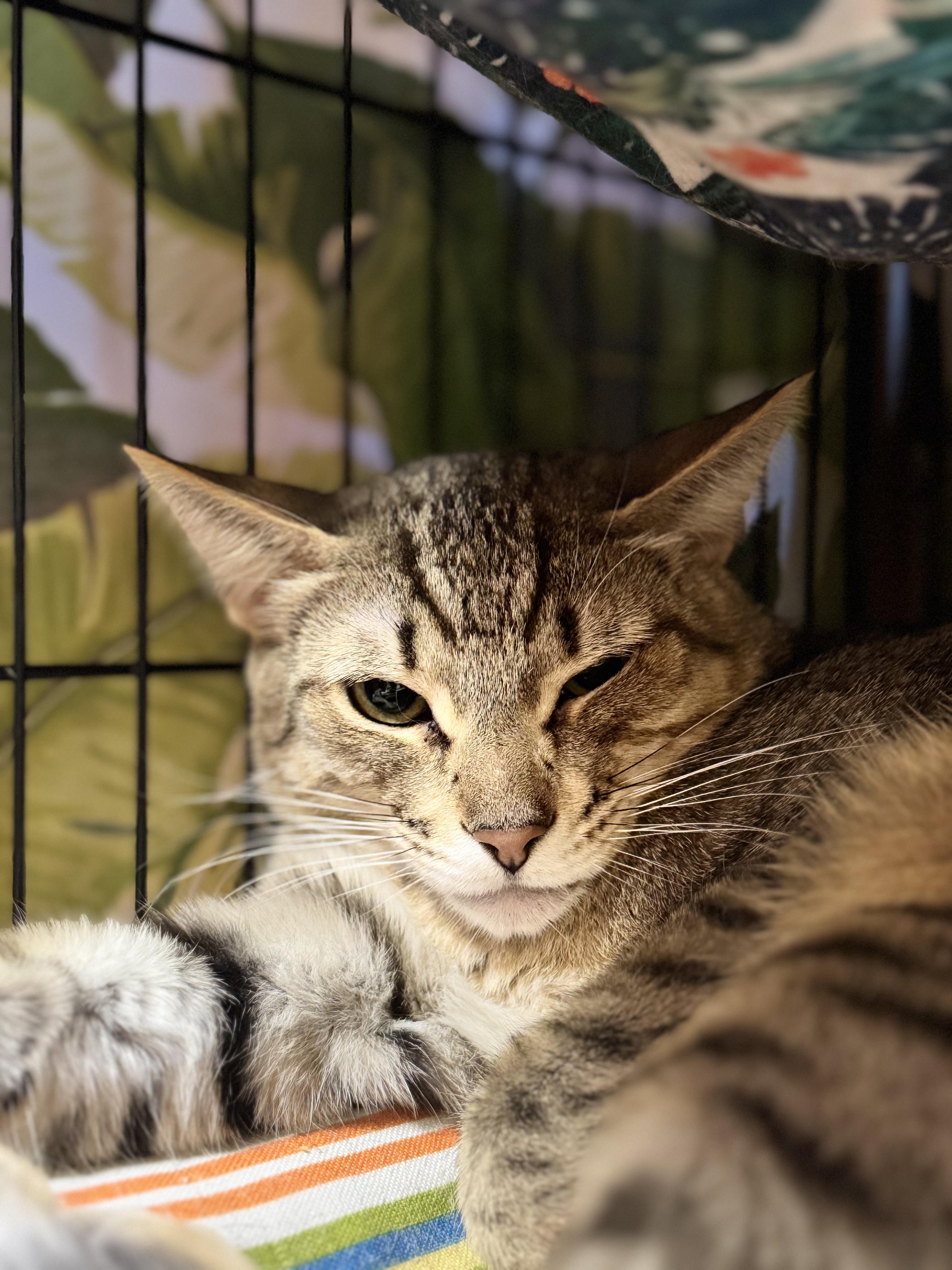 Morgan, a Adoptable Domestic Short Hair in Okanogan, WA image 1/2