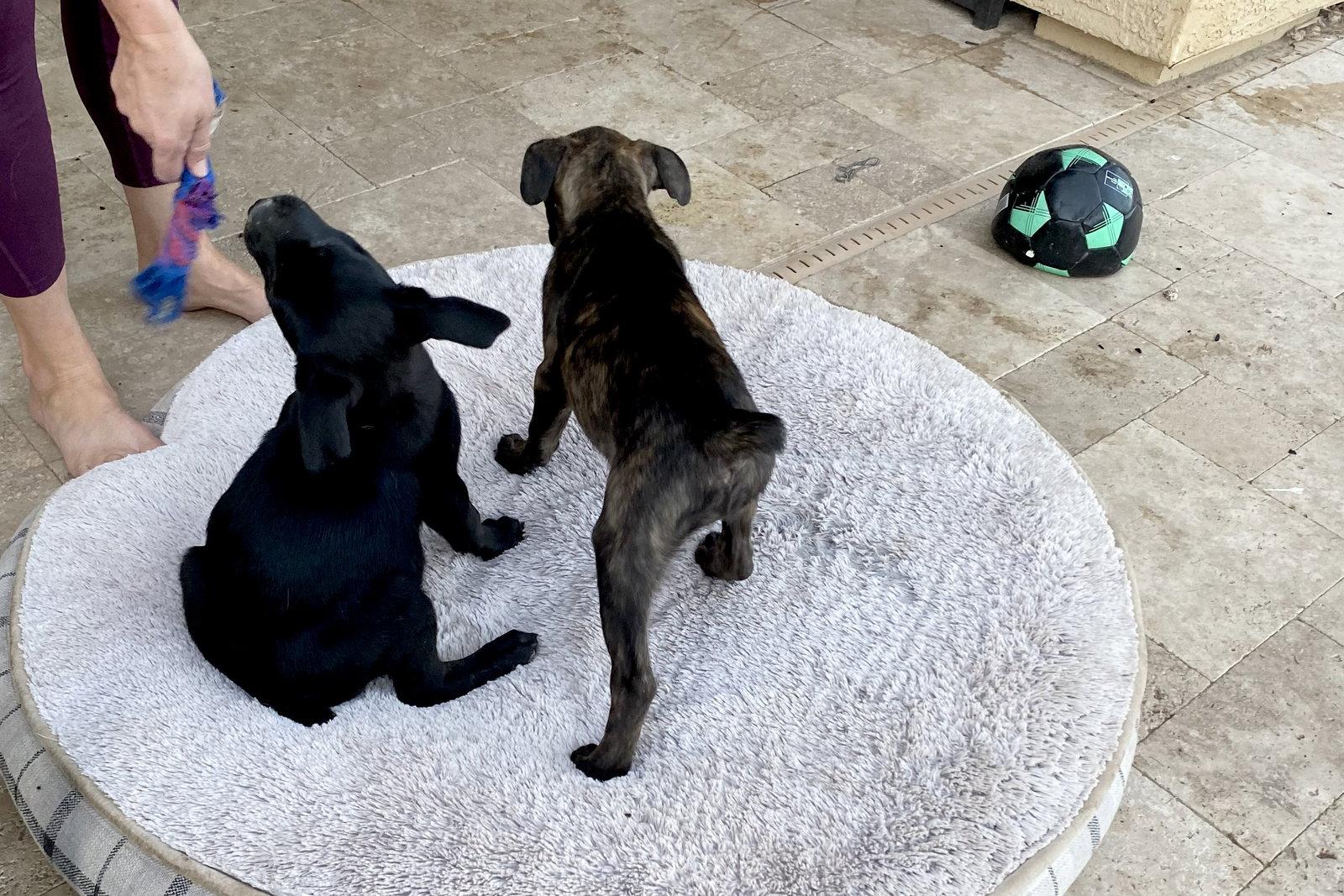 Blossom, Adopted, Puppy Female Cane Corso.