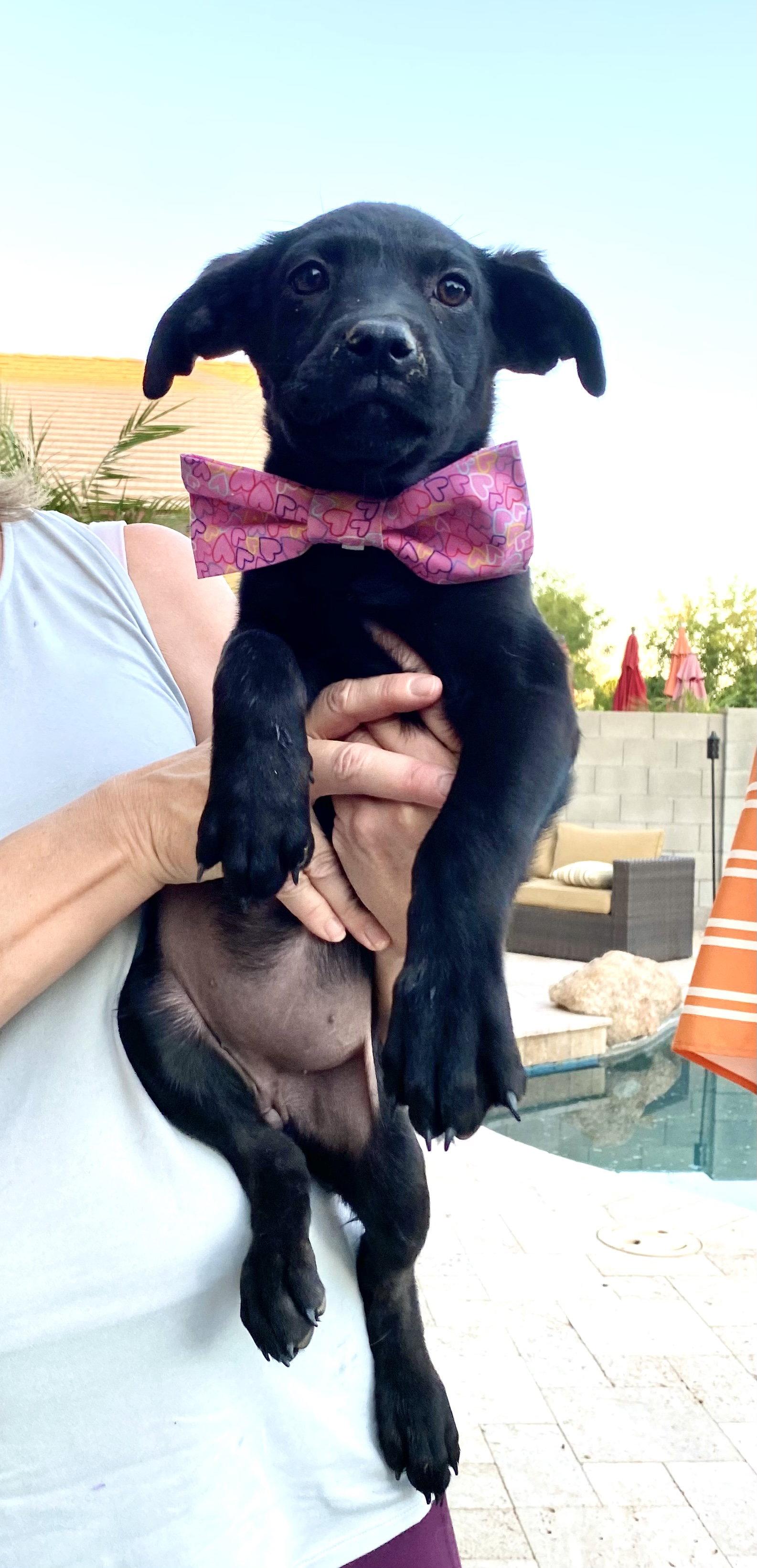 Enlarge Blossom, a Adopted Cane Corso in Glendale, AZ image 2/3