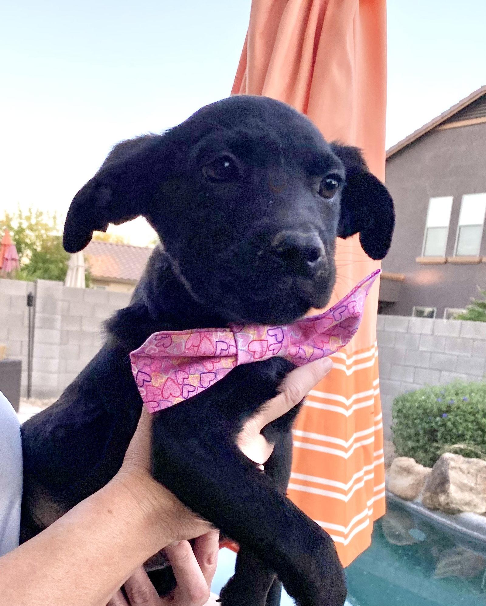 Enlarge Blossom, a Adopted Cane Corso in Glendale, AZ image 3/3
