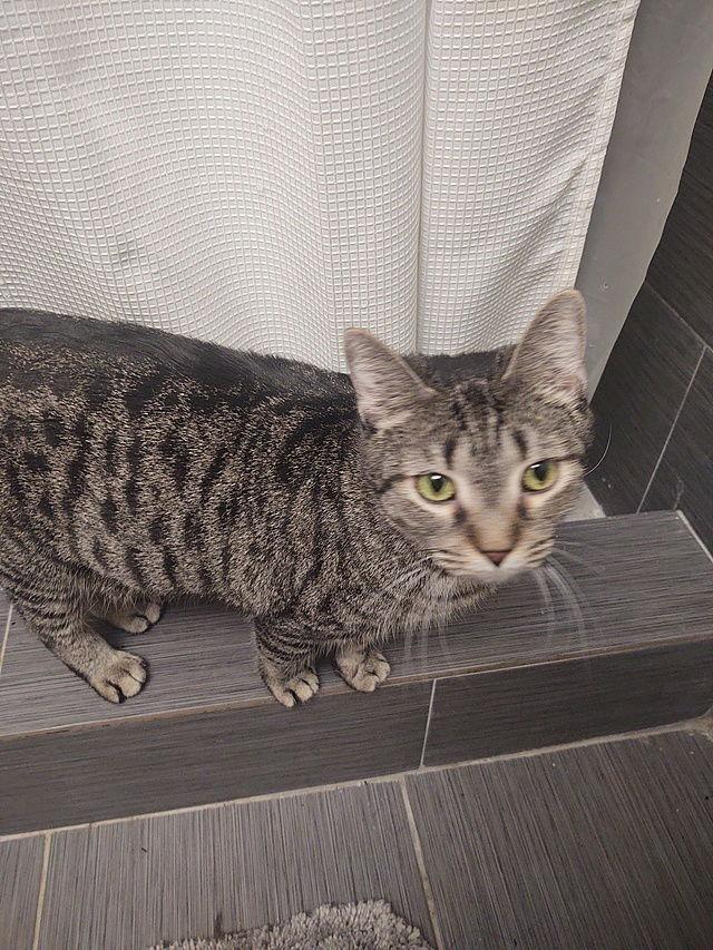 Angel, Adoptable, Adult Female Domestic Short Hair.