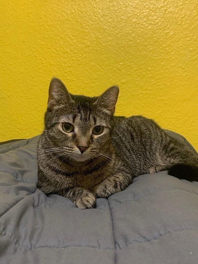 Enlarge Angel, a Adoptable Domestic Short Hair in Tampa, FL image 2/3