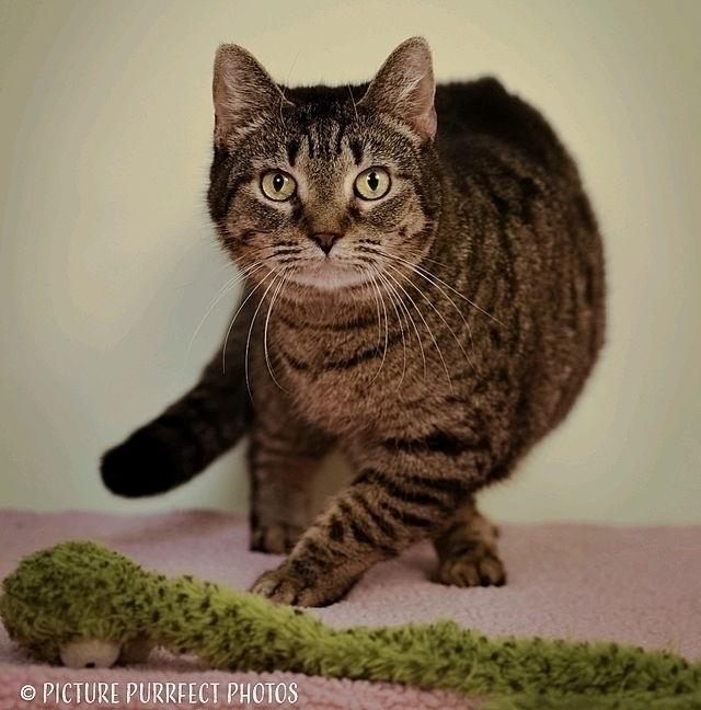 Angel, a Adoptable Domestic Short Hair in Tampa, FL image 2/3