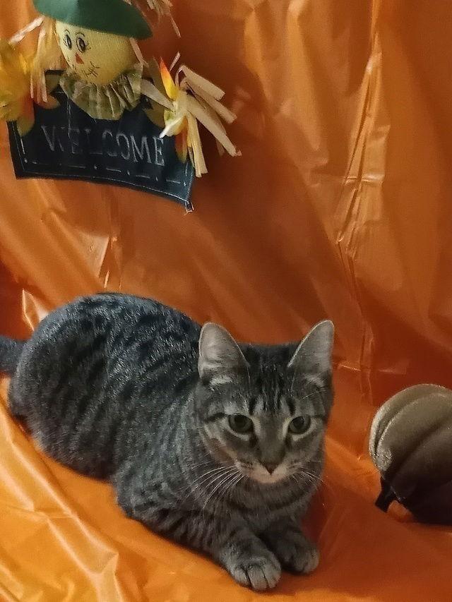 Enlarge Angel, a Adoptable Domestic Short Hair in Tampa, FL image 3/3