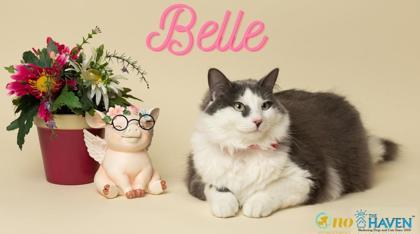 Enlarge Belle, a Adoptable mixed breed in Fairhope, AL image 1/1
