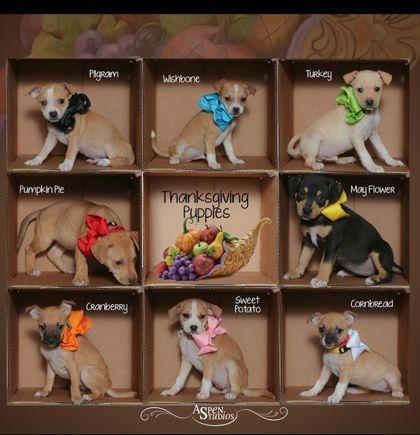 Wishbone, Adoptable, Puppy Male Mixed Breed & Mixed Breed.