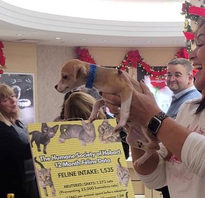 Enlarge Wishbone, a Adoptable mixed breed in Hobart, IN image 2/3