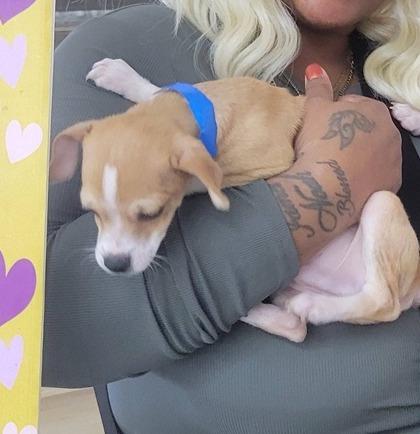 Enlarge Wishbone, a Adoptable mixed breed in Hobart, IN image 3/3