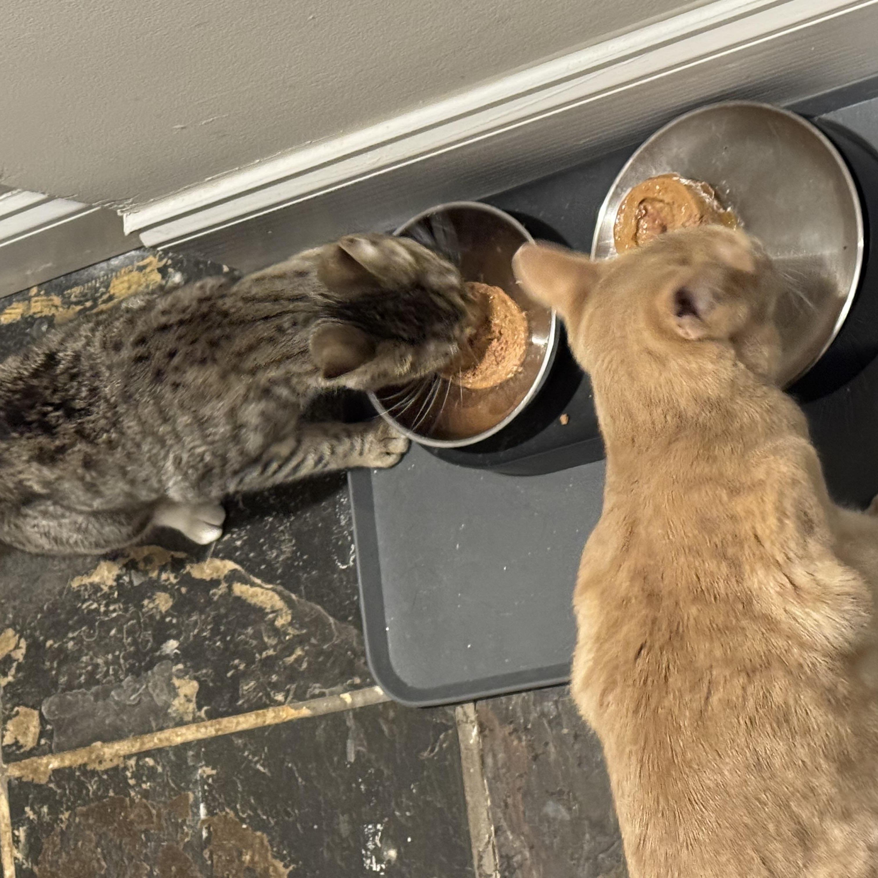 Enlarge Pixie Pint & Pops, a ADOPTABLE Domestic Short Hair in Brooklyn, NY image 5/5