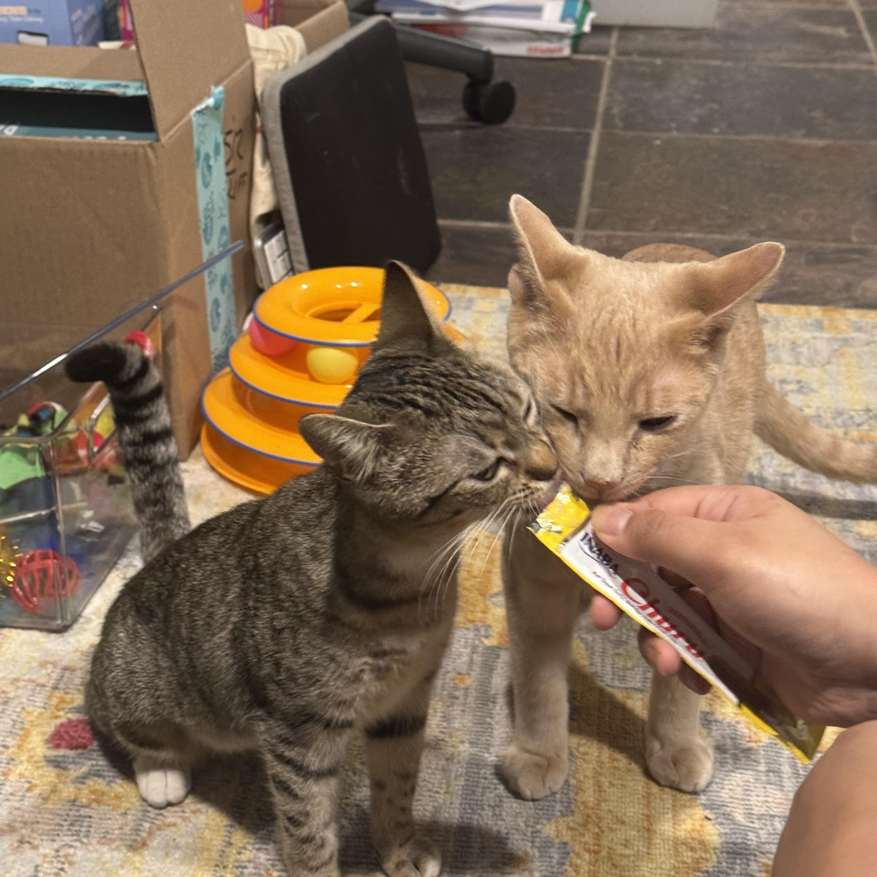 Enlarge Pixie Pint & Pops, a ADOPTABLE Domestic Short Hair in Brooklyn, NY image 2/5