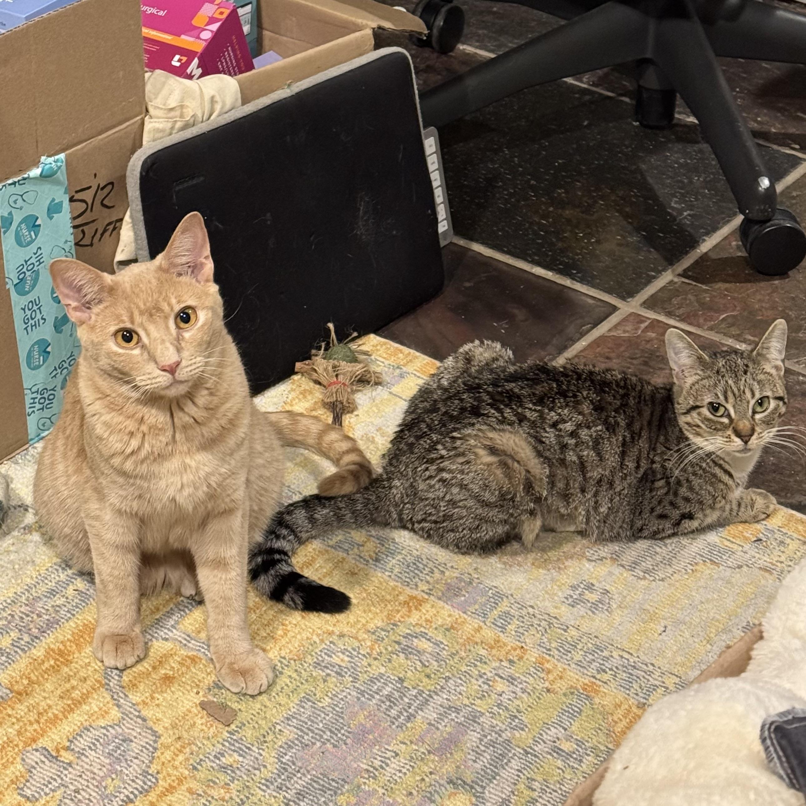 Pixie Pint & Pops, ADOPTABLE, Young Male Domestic Short Hair.