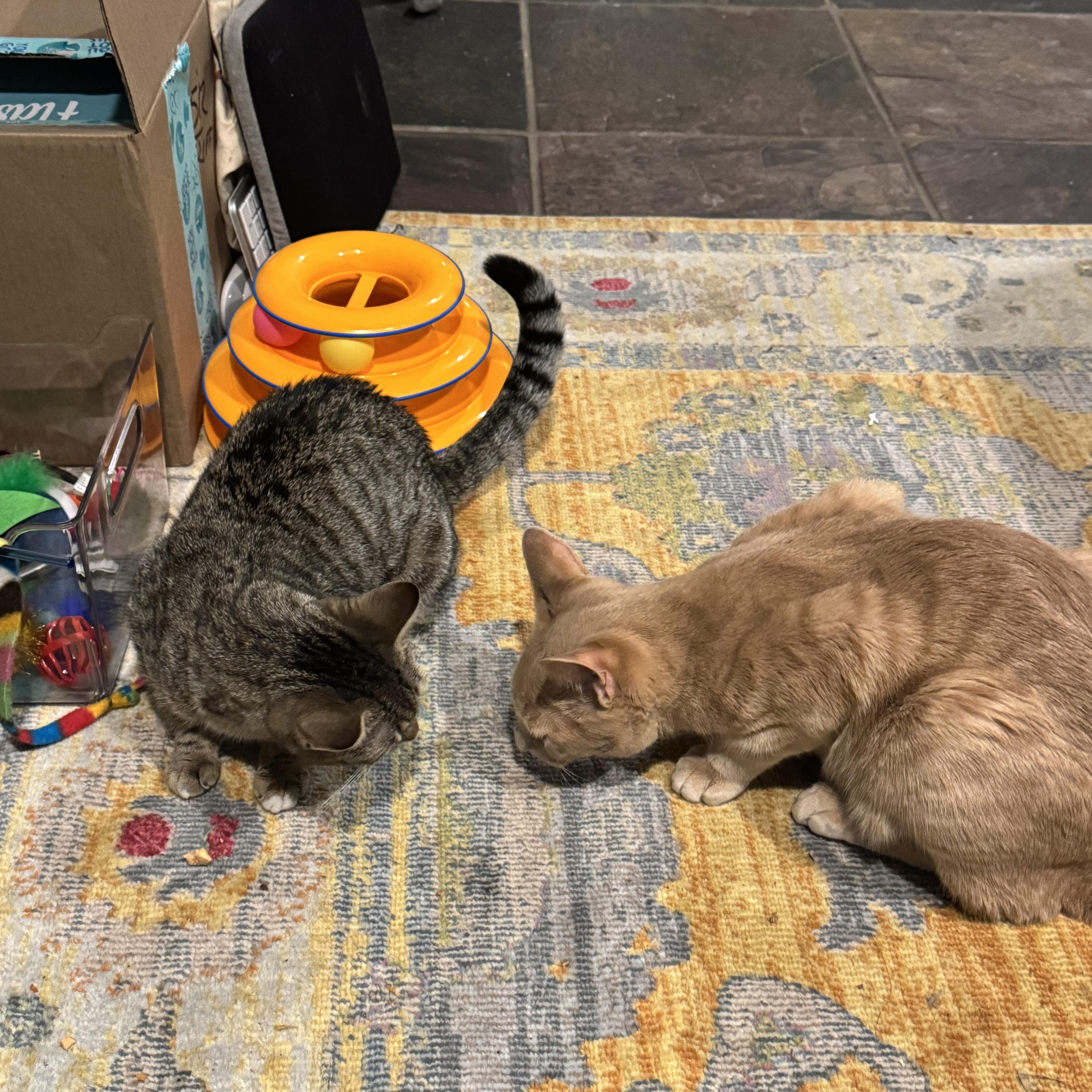 Enlarge Pixie Pint & Pops, a ADOPTABLE Domestic Short Hair in Brooklyn, NY image 4/5