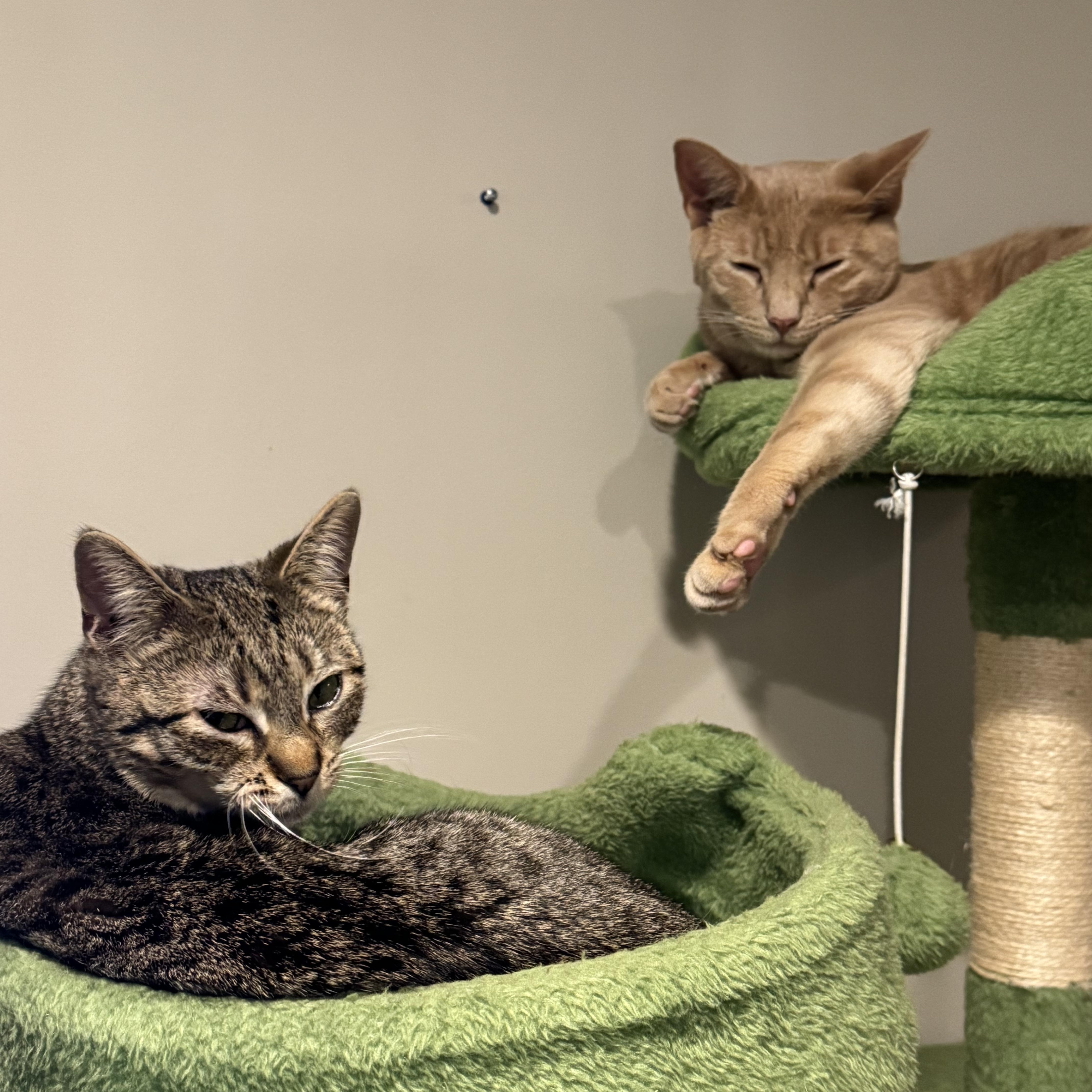 Enlarge Pixie Pint & Pops, a ADOPTABLE Domestic Short Hair in Brooklyn, NY image 1/5