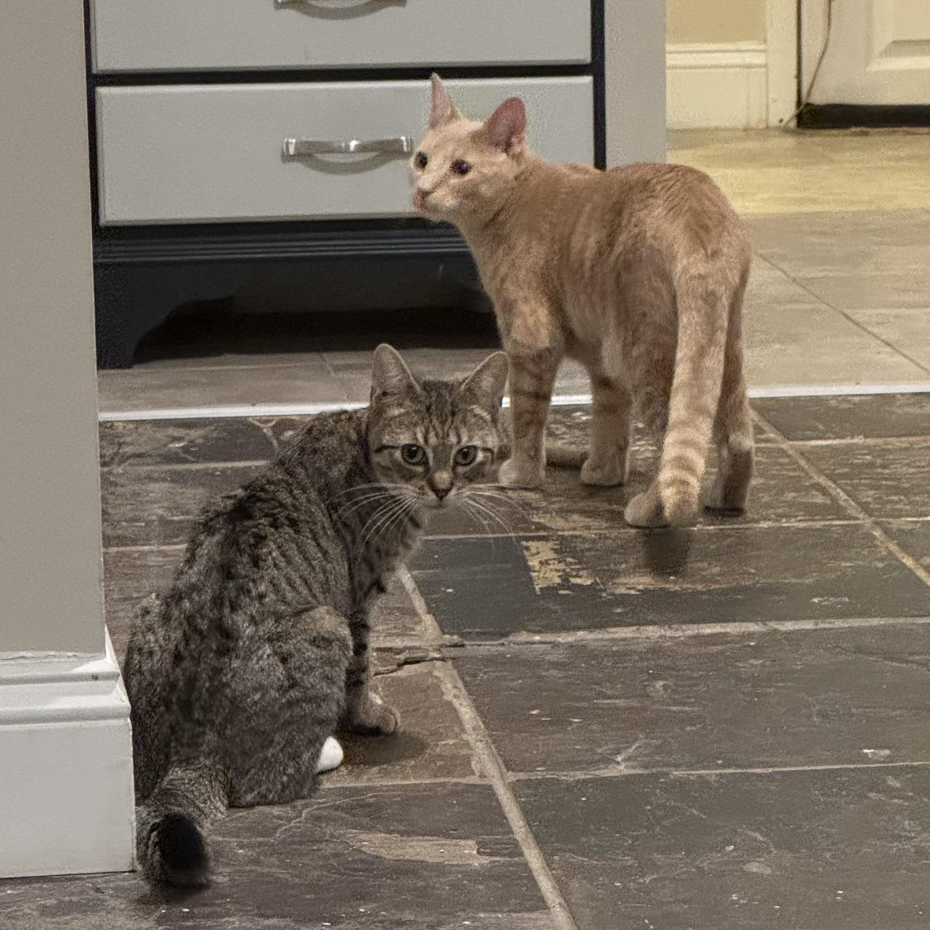 Enlarge Pixie Pint & Pops, a ADOPTABLE Domestic Short Hair in Brooklyn, NY image 3/5