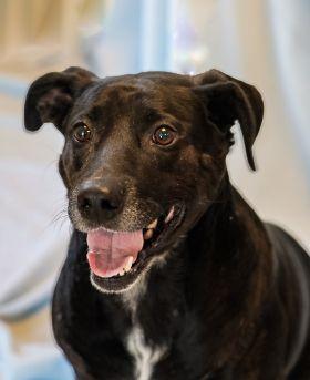 Bubba, Adoptable, Adult Male Labrador Retriever & Mixed Breed.