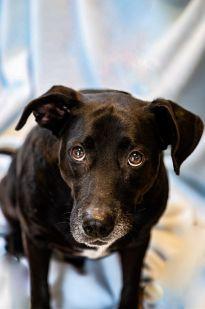 Enlarge Bubba, a Adoptable mixed breed in Dothan, AL image 2/2