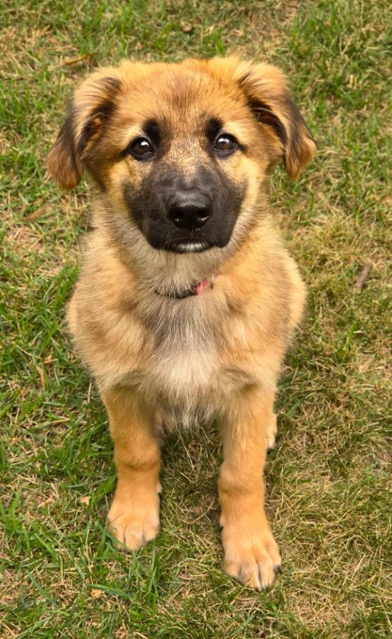 Enlarge Rey (8096), a Adopted mixed breed in Lindenhurst, NY image 1/1