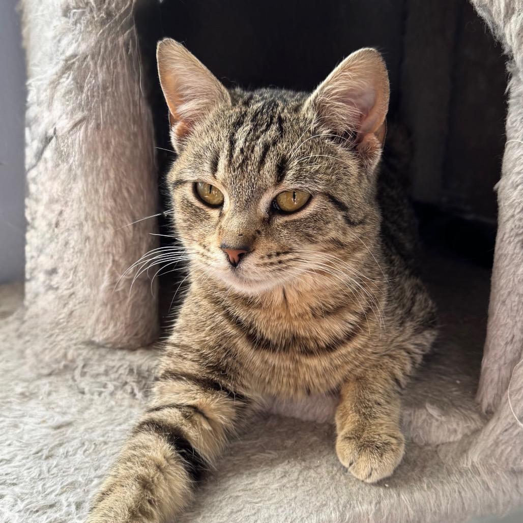 Chai, a Adoptable Domestic Short Hair in Chapel Hill, NC image 1/2