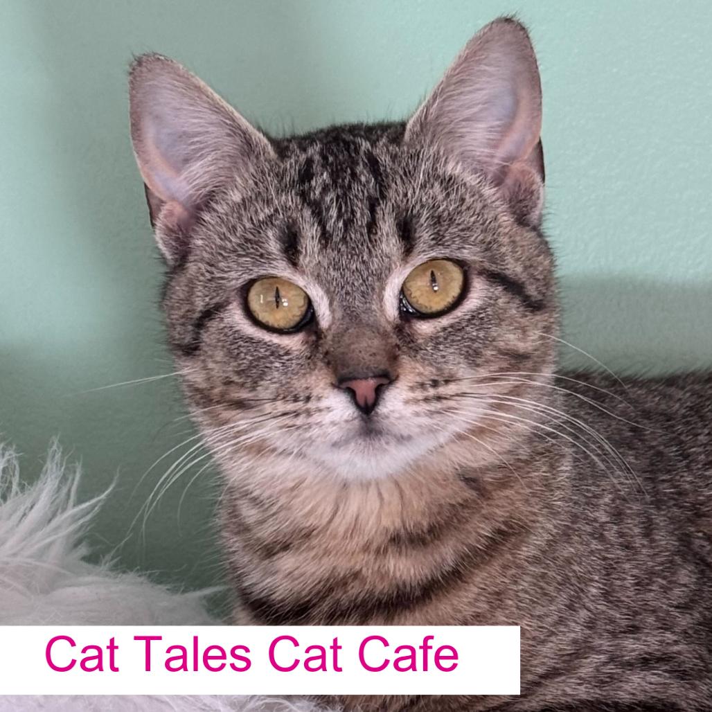 Chai, a Adoptable Domestic Short Hair in Chapel Hill, NC image 2/2