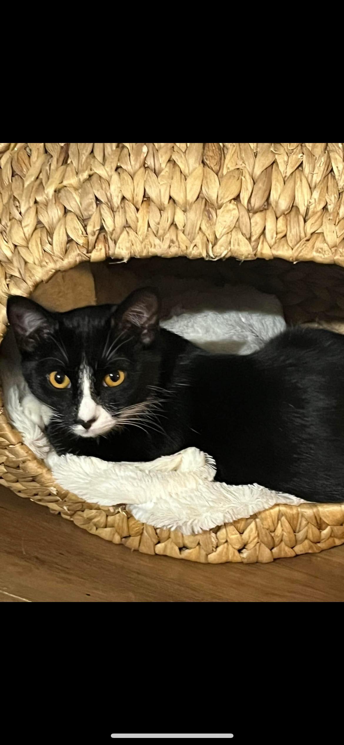 Val, Adoptable, Young Female Domestic Short Hair.