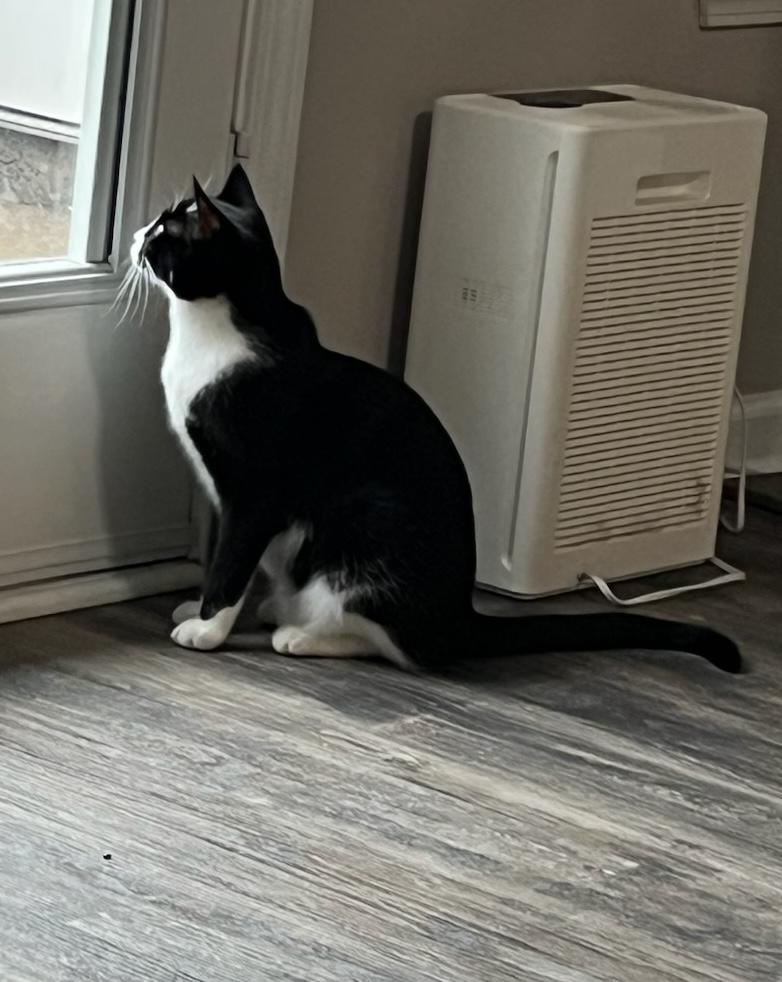 Val, a Adoptable Domestic Short Hair in Murfreesboro, TN image 2/2