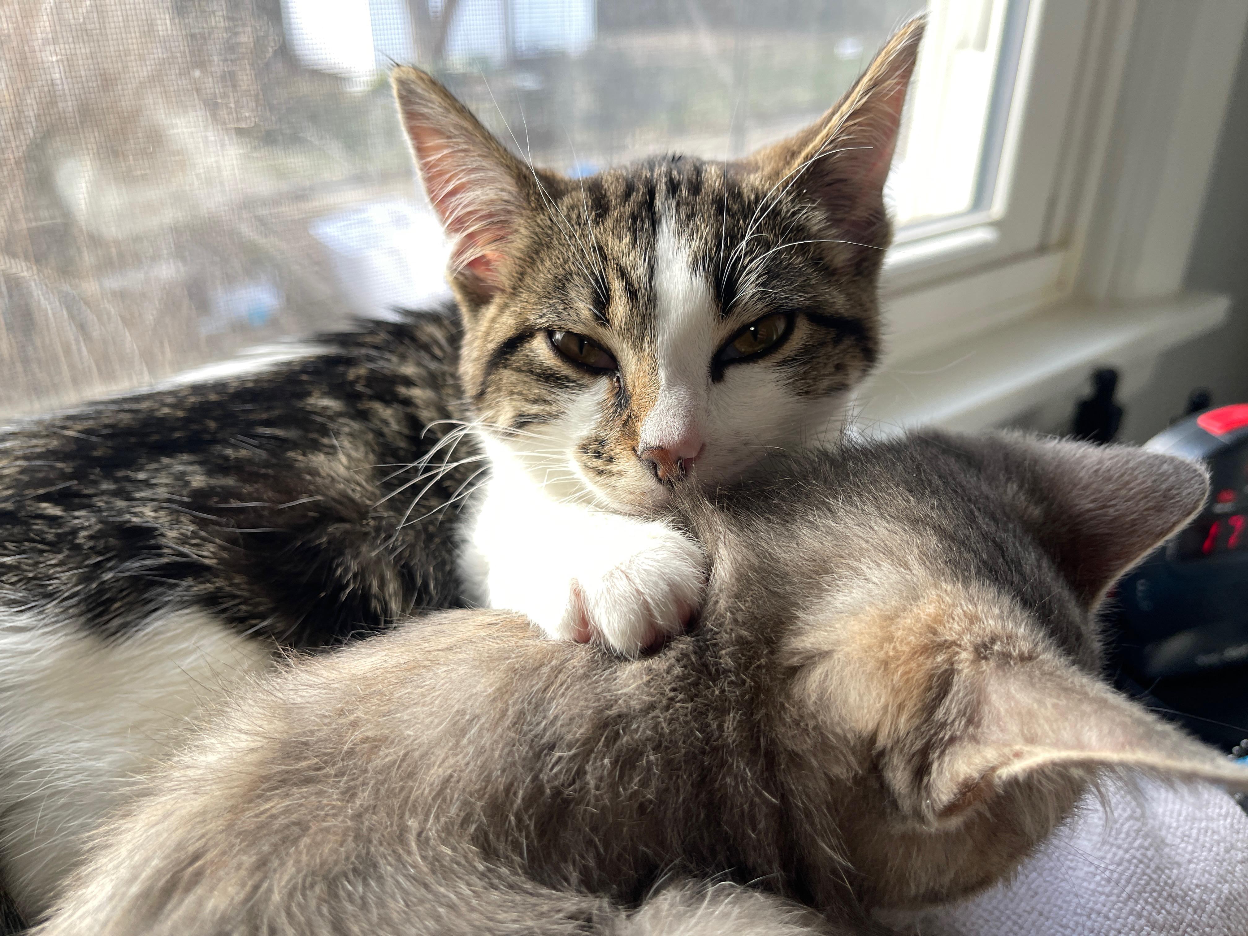 Enlarge Cookie (on the right), a ADOPTABLE mixed breed in Overland Park, KS image 4/4
